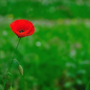 Klatschmohn