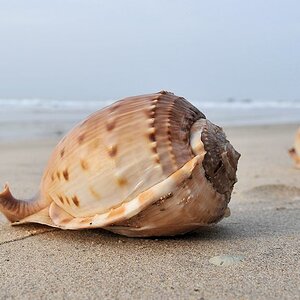 Muschel am Strand
1797