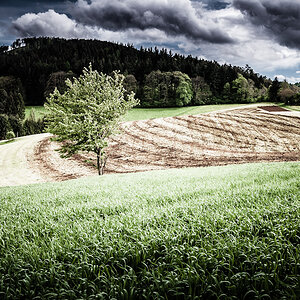 BlackForest_01