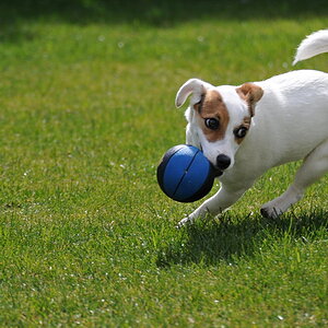 Joey 03