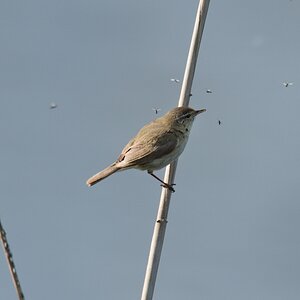 20120512 1475 [NIKON D4] 850 mm,1 1600 Sek. bei ƒ   7,1