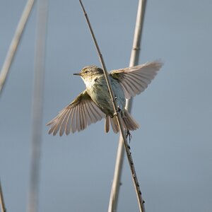 20120512 1485 [NIKON D4] 850 mm,1 1600 Sek. bei ƒ   7,1
