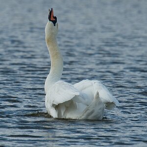 20120512 1430 [NIKON D4] 850 mm,1 1600 Sek. bei ƒ   8,0