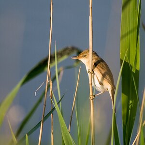 20120514 1424 [E M5] 300 mm,1 800 Sek. bei ƒ   6,3