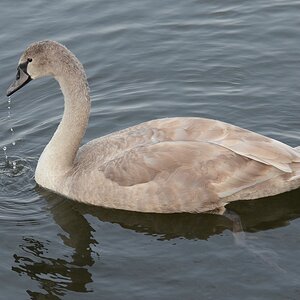 Jungschwan