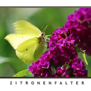 Zitronenfalter NF