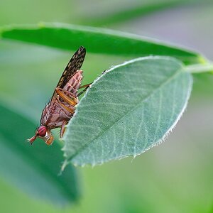 Fliege mit gestreiften roten Augen