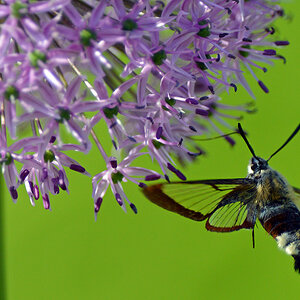 Hummelschwärmer (Hemaris fuciformis)