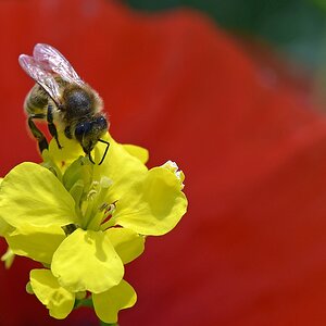 00184 Biene vor Mohn