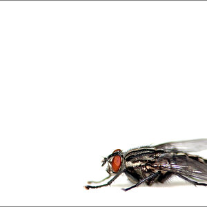 FliegeDSC 6027