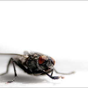 FliegeDSC 6040