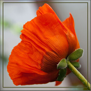 Mohnblüte