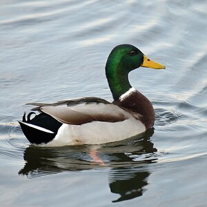 Ente 01