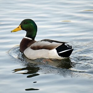 Ente 02