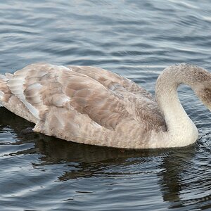 Schwan 04