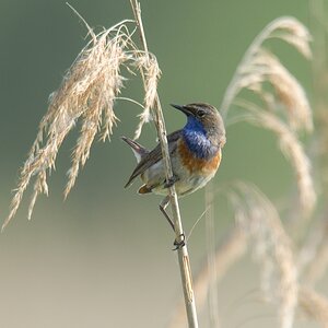 20120528 9509 [NIKON D7000] 850 mm,1 500 Sek. bei ƒ   6,3