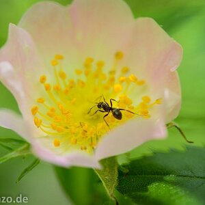 Blümchen