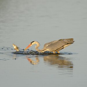 20120527 2673 [NIKON D4] 850 mm,1 4000 Sek. bei ƒ   7,1