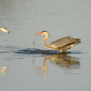 20120527 2674 [NIKON D4] 850 mm,1 4000 Sek. bei ƒ   7,1