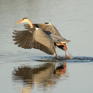 20120527 2675 [NIKON D4] 850 mm,1 3200 Sek. bei ƒ   7,1