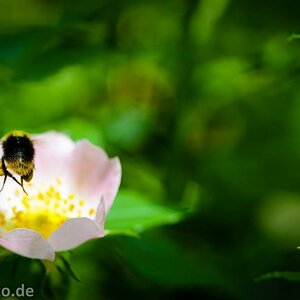 Blümchen 2