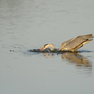 20120527 2672 [NIKON D4] 850 mm,1 4000 Sek. bei ƒ   7,1