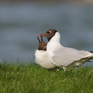 Lachmöwe 0683