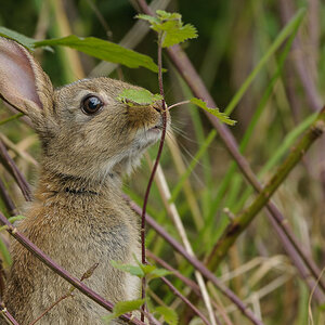 Wildkaninchen