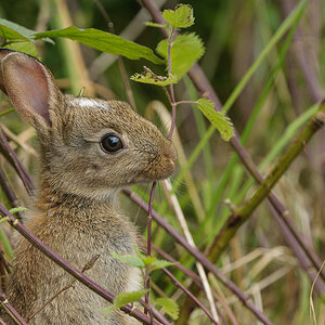 Wildkaninchen