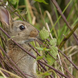 Wildkaninchen