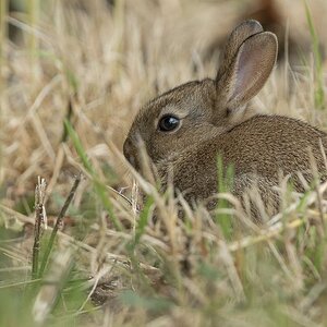 Wildkaninchen