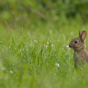 Wildkaninchen