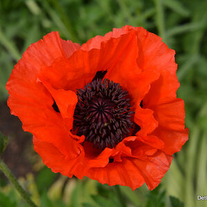 Roter Mohn bei uns im Vorgarten