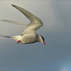 aacomp katingerwatt 20120512 1178