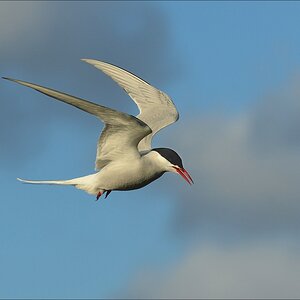 aacomp katingerwatt 20120512 0996
