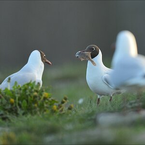 aacomp katingerwatt 20120505 5500