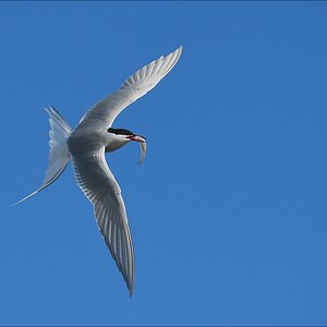 aacomp katingerwatt 20120505 7320