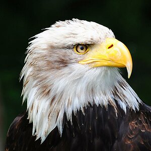 Seeadler aus Hellental 05 26 12 (1)