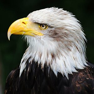 Seeadler aus Hellental 05 26 12 (2)