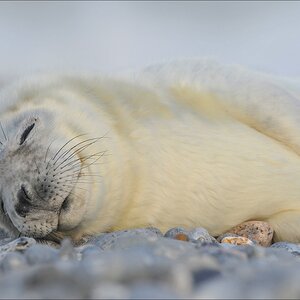 aacomp Helgoland 20111230 3667