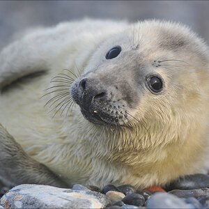 aacomp Helgoland 20120101 9355
