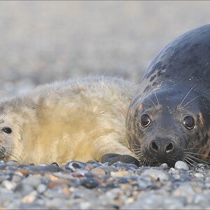 aacomp Helgoland 20120101 10098