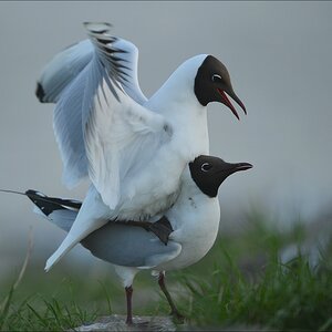 aacomp katingerwatt 20120501 0480
