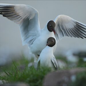 aacomp katingerwatt 20120501 0500