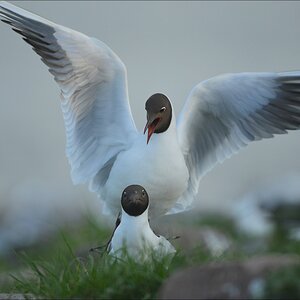 aacomp katingerwatt 20120501 0527