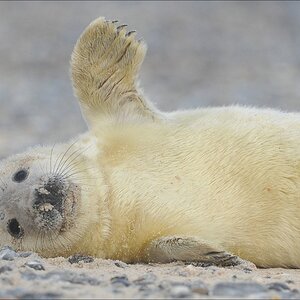 aacomp Helgoland 20120101 10477