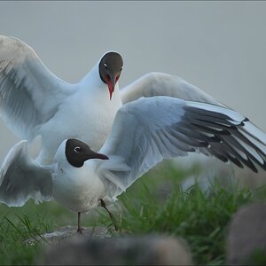 aacomp katingerwatt 20120501 0564