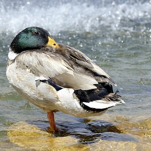 Ente Petersplatz NF