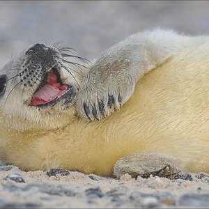 aacomp Helgoland 20120101 10561
