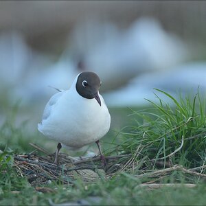 aacomp katingerwatt 20120501 0188